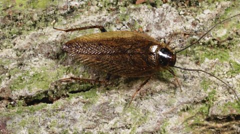 A dusky cockroach walking on wood