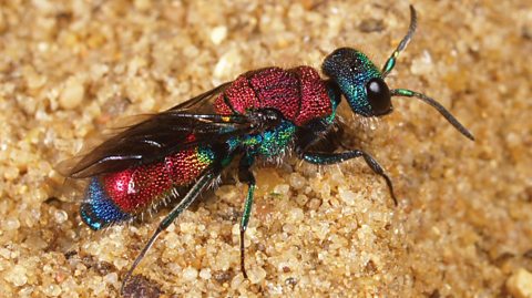 A cuckoo wasp sat on golden sand