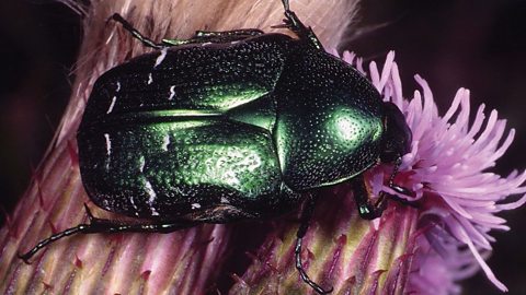 Rose chafer sat on a thistle