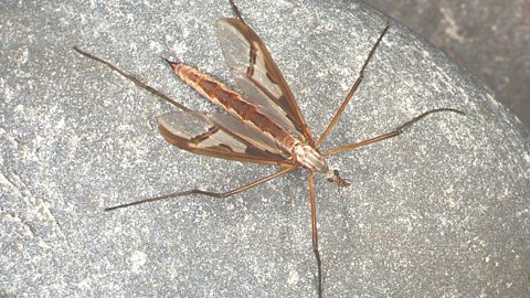 A large brown crane fly sat on a rock