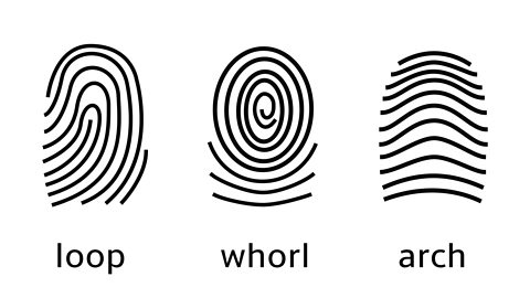 The three different types of fingerprint