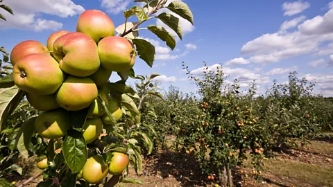Apple england discount