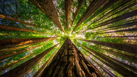 James Yu/Getty Redwoods are one of North America's most iconic trees, but are also found elsewhere as in this forest planted in Victoria, Australia (Credit: James Yu/Getty)