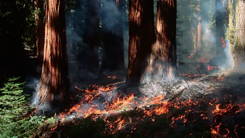 Raymond Gehman/Getty A controlled burn at the General Sherman tree in Sequoia National Park removes white firs and decayed matter without harming the sequoias (Credit: Raymond Gehman/Getty)