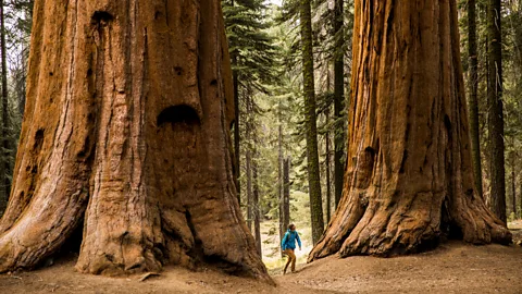 Jordan Siemens/Getty A man hikes beneath giant Sequoia trees (Credit: Jordan Siemens/Getty)