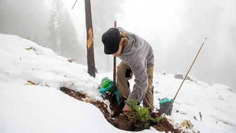 Ethan Swope Jesse Ketchum from Archangel Ancient Tree Archive plants a sequoia (Credit: Ethan Swope)