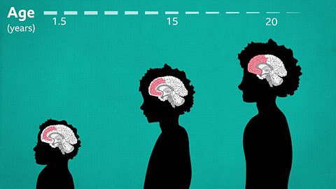 A graphic showing the brain and the growth of the prefrontal cortex at age 18 months, 15 and 20.