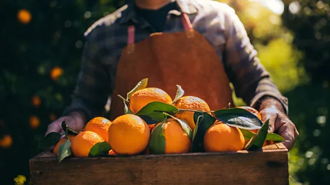 Wundervisuals/Getty Images The innovation arrived as Florida growers were dealing with cyclical, massive overproduction of oranges (Credit: Wundervisuals/Getty Images)