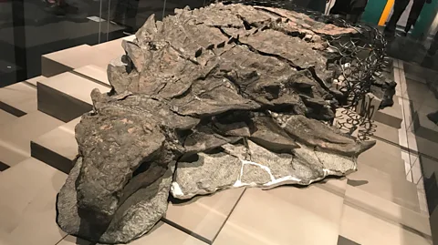 Wikimedia Commons/ ケラトプスユウタ The best-preserved nodosaur fossil in the world still contains its original melanin-producing cells, and their shape suggests it was ginger (Credit: Wikimedia Commons/ ケラトプスユウタ)