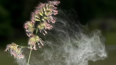Zuma Press/Alamy The pollen of some plants are transported by the wind while others rely on visiting insects to pollinate neighbouring plants (Credit: Zuma Press/Alamy)