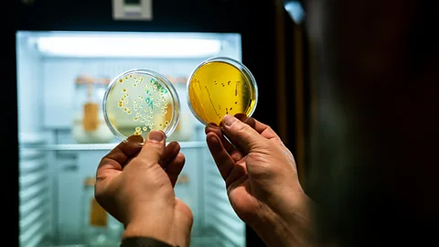 Puratos Center for Bread Flavour De Smedt is working with Gobbetti to isolate yeast and bacteria strains and freeze them (Credit: Puratos Center for Bread Flavour)