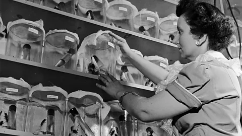 Getty Images In the post-war period, cockroaches were associated with extraordinary resilience and longevity (Credit: Getty Images)