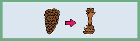 A cartoon of a full pine cone and then the core of a pine cone