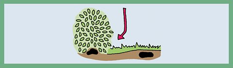 A cartoon rabbit hole under a hedge with a red arrow pointing to it