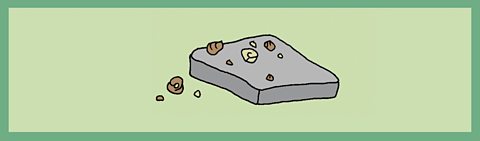 Cartoon of broken shells on a stone