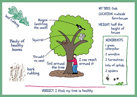 An illustrated version of what a child's tree investigation might look like