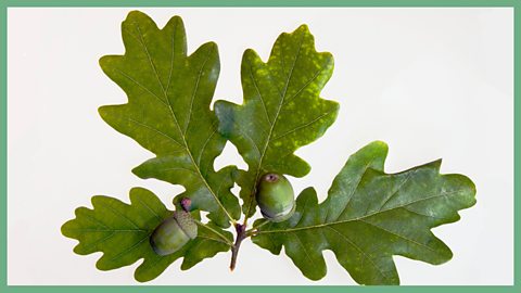 English oak leaf