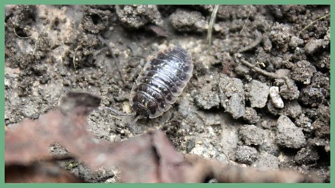 A common shiny woodlouse in the dirt