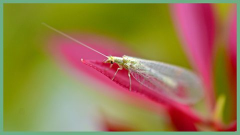 A lacewing on a petal