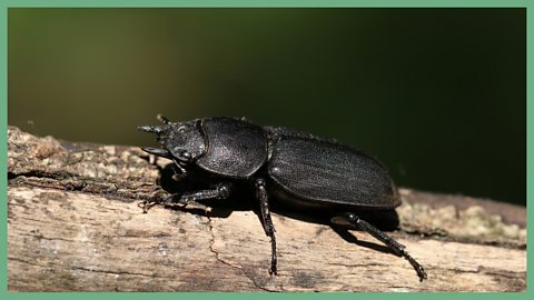 A lesser stag beetle on wood