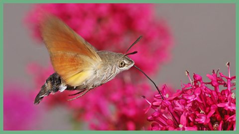 Hummingbird hawk moth