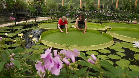 c Learning English 英语大破解 Scientists Discover New Giant Water Lily Species 科学家发现世界最大巨型睡莲品种