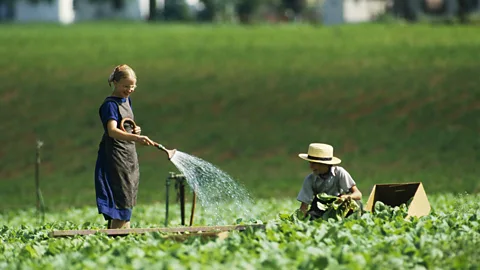 Farm dust that protects children from allergies could lead to