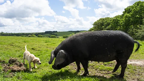 Amanda Ruggeri/BBC "Pigs like Gloria are a vital part of a healthy ecosystem," said her owner Merlin Hanbury-Tenison (Credit: Amanda Ruggeri/BBC)