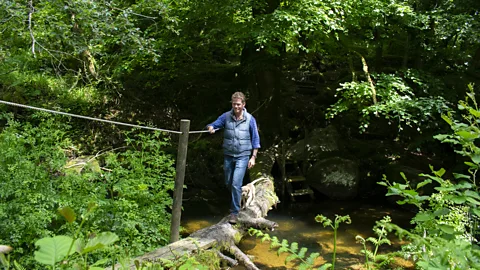Amanda Ruggeri/BBC Instead of keeping cows in fields, they want to move native cattle through the woodland using a no-fence GPS system (Credit: Amanda Ruggeri/BBC)