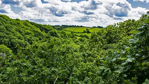 Amanda Ruggeri/BBC Researchers have established that Cabilla's woodland is 3,664 years old, give or take 29 years (Credit: Amanda Ruggeri/BBC)