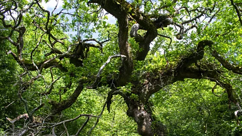 Amanda Ruggeri/BBC The trees around the mother tree are its literal relatives, offspring created from her acorns and nurtured by her nutrients (Credit: Amanda Ruggeri/BBC)