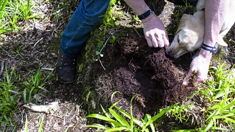 Amanda Ruggeri/BBC Fungal mycelium, the "wires" of the network connecting the trees, lies just under the soil like a fibrous mat covered in dirt (Credit: Amanda Ruggeri/BBC)