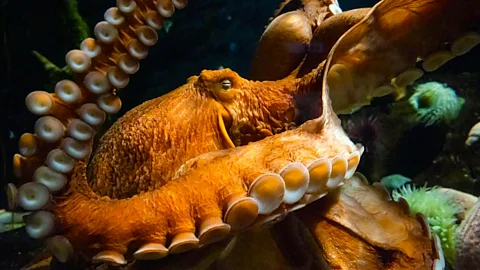 Alamy There is growing evidence that octopuses, and other creatures like them, are sentient. So what is it like to be an octopus? (Credit: Alamy)