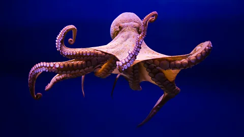 Otto the Octopus is an intelligent invertebrate who confounded humans