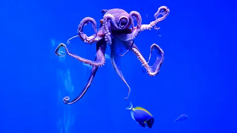 Getty Images Understanding octopus sentience could help improve their welfare in captivity, and feed into debates on the ethics of farming them (Credit: Getty Images)