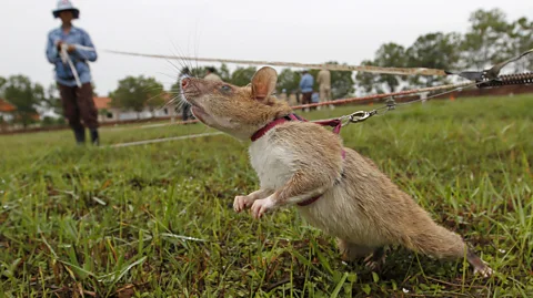 Alamy Gambian pouched rats – which incidentally, are often trained as expert landmine removers – are thought to be among the natural hosts of monkeypox (Credit: Alamy).