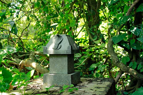 Alamy Snakes are a symbol of rebirth and are revered and protected across India (Credit: Alamy)