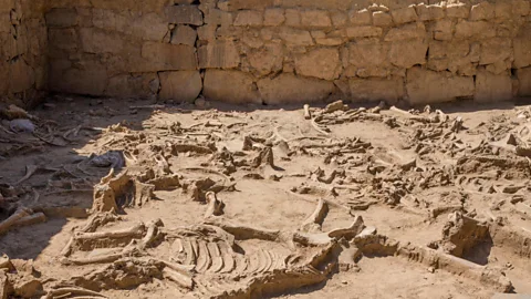 Alamy/ WHPics (Credit: Alamy/ WHPics)