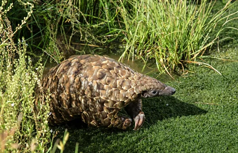 Alamy Rural communities have helped protect endangered species such as pangolins in sacred groves across India (Credit: Alamy)