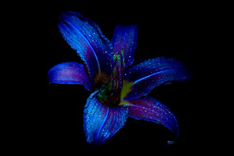 An image of a flower on a black background under UV light, the petals have thin glowing lines on them.