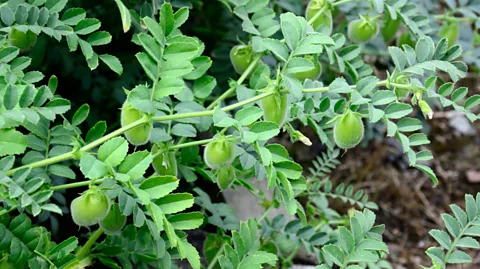 Alamy Chickpeas are native to the Mediterranean, but they will also grow in cooler temperate or tropical climates (Credit: Alamy)