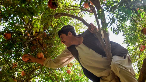 Getty Images Though pomegranites tend to be grown in warm countries such as Afghanistan, Iran and India, they can cope with temperatures down to -15C (5F) (Credit: Getty Images)