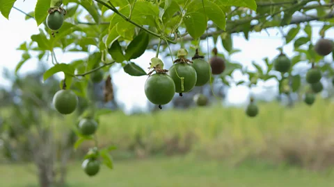 Alamy Though passionfruit is often thought of as definitively tropical, it will also grow in cool, wet climates such as the UK (Credit: Alamy)