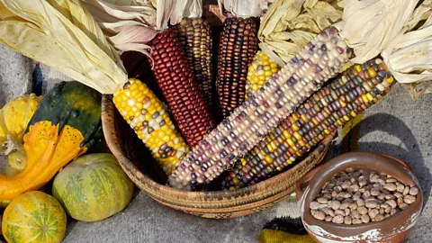 North Wind Picture Archives/Alamy The "three sisters" – corn, squash and beans – are essential to the Huron-Wendat diet (Credit: North Wind Picture Archives/Alamy)
