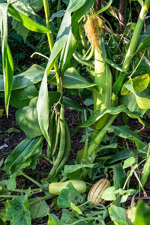 Maggie Sully/Alamy The "three sisters" are planted together with a technique called intercropping (Credit: Maggie Sully/Alamy)