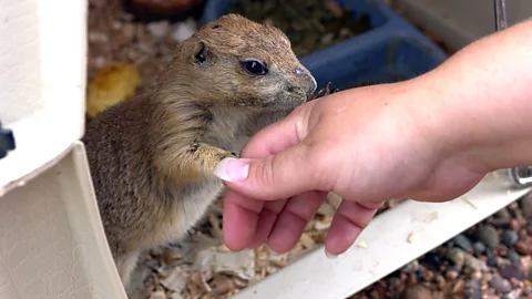 Mike Roemer/Getty Images Infected prairie dogs housed with animals imported from Ghana were thought to be the source of an outbreak in the US 2003 (Credit: Mike Roemer/Getty Images)