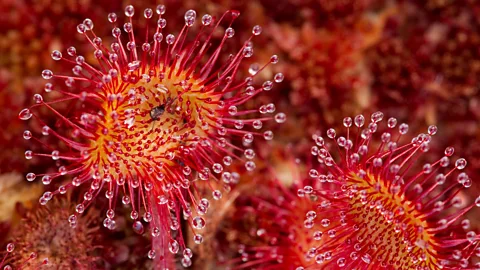 Alamy The peat bogs of Flow Country are full of unusual plants specialised to the region's cool, wet conditions (Credit: Alamy)