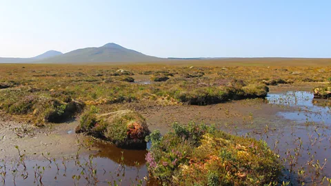 Martha Henriques A bog in good condition is a reliable sink of carbon, sequestering carbon for as long as the bog remains healthy and wet (Credit: Martha Henriques)