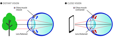 An illustration of how the eye uses the lens to focus light on the retina when looking at distant and close objects