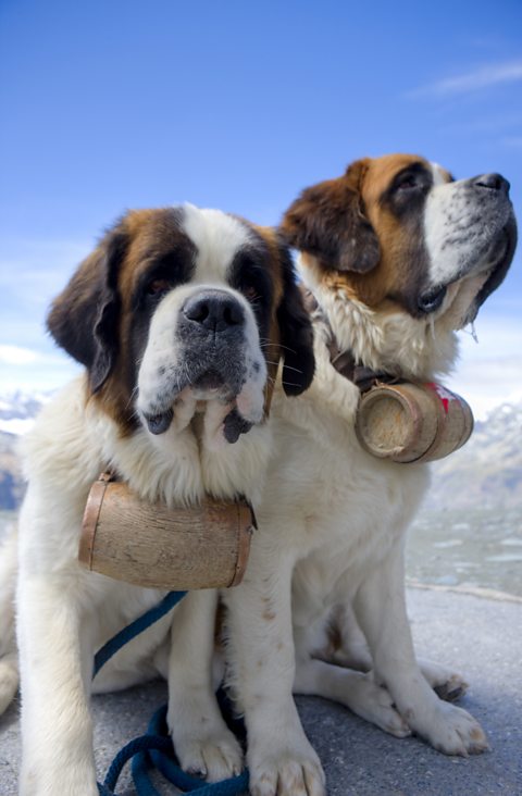 Two swiss saint Bernard dogs with snowy mountains in the background.